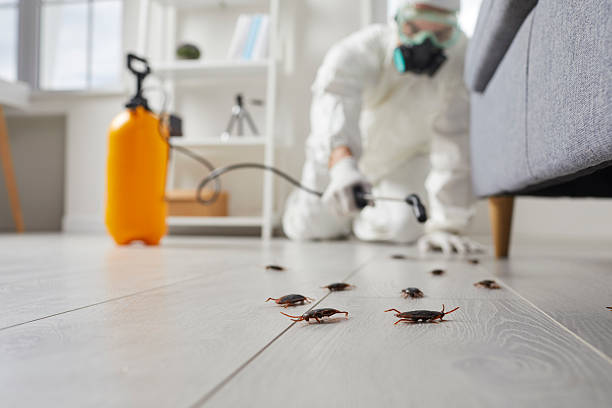 Post-Treatment Bed Bug Interceptor Monitoring in Chesterfield